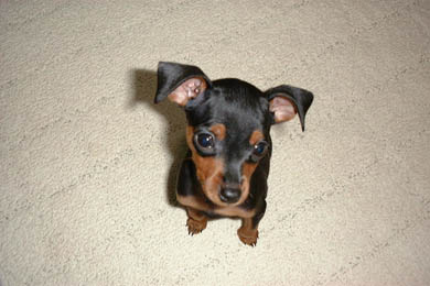 �s�[�X�ł��A�S�n����������